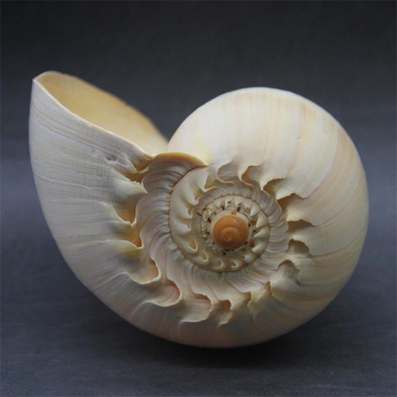 Aquarium Fish Big - 17-22cm Natural Conch Shell Large Yellow