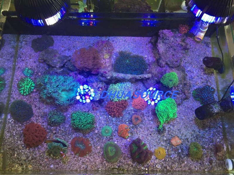 Full specturm LED Aquarium Ree - Aquarium Fish Light Lamp recensione e prezzo