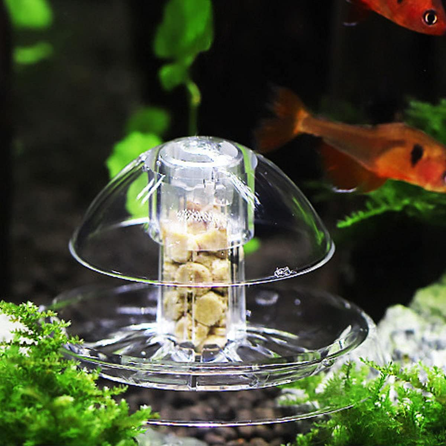 Ailindany Snail Trap Plastic T - Aquarium Fish In Online recensione e prezzo