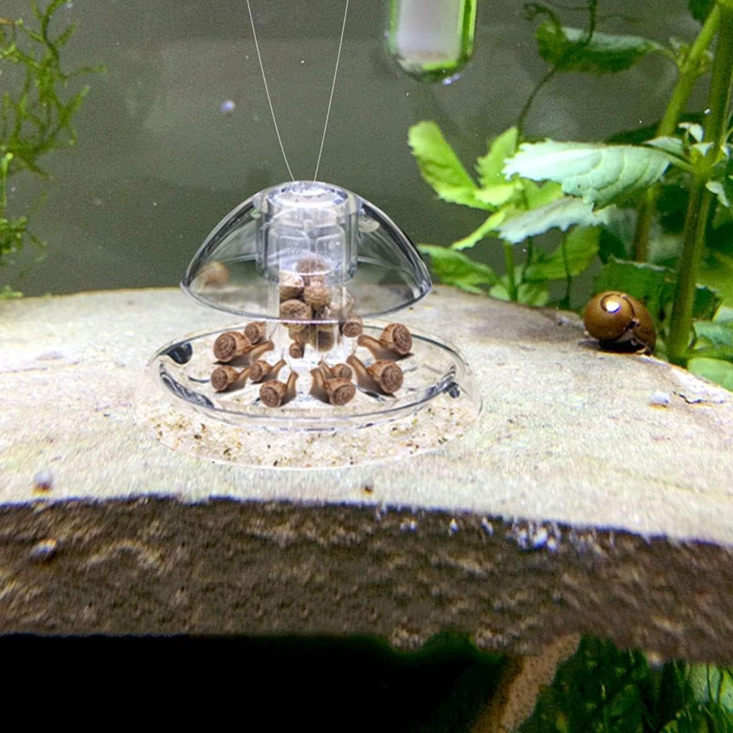 Ailindany Snail Trap Plastic T - Aquarium Fish In Online recensione e prezzo