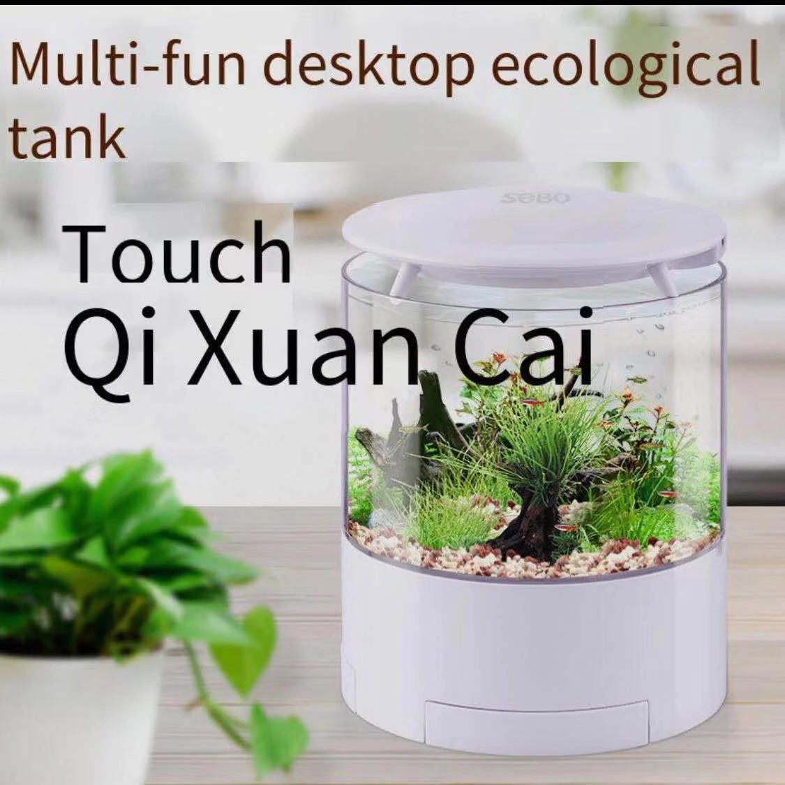 Round colorful lights desktop  - Aquarium Fish For Sale recensione e prezzo