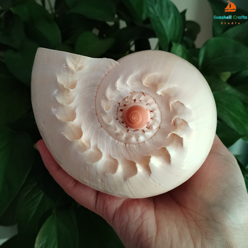 17-22cm Natural Conch Shell La - Aquarium Fish Big recensione e prezzo