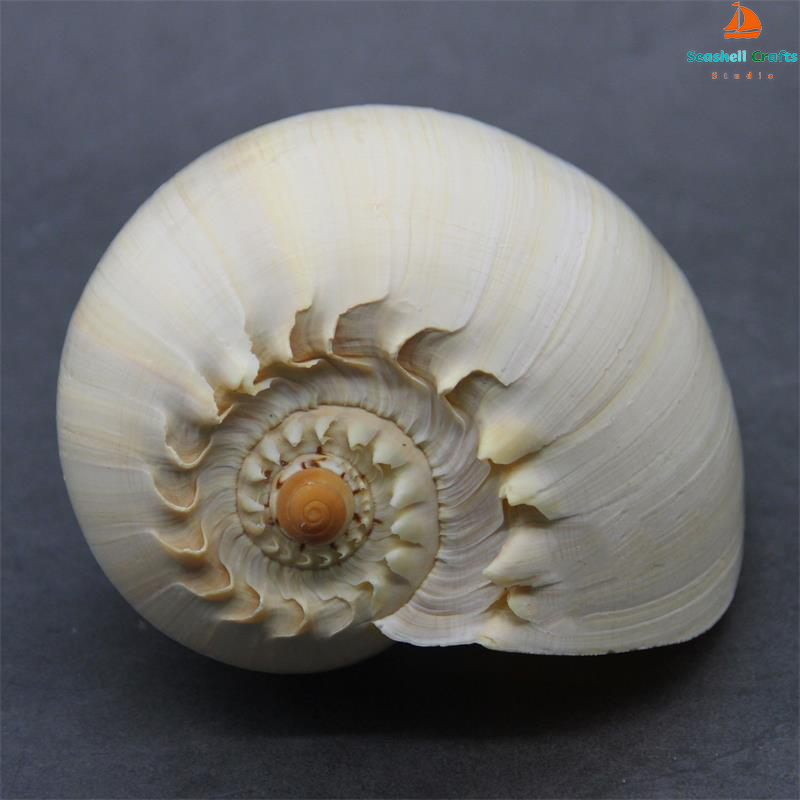 17-22cm Natural Conch Shell La - Aquarium Fish Big recensione e prezzo