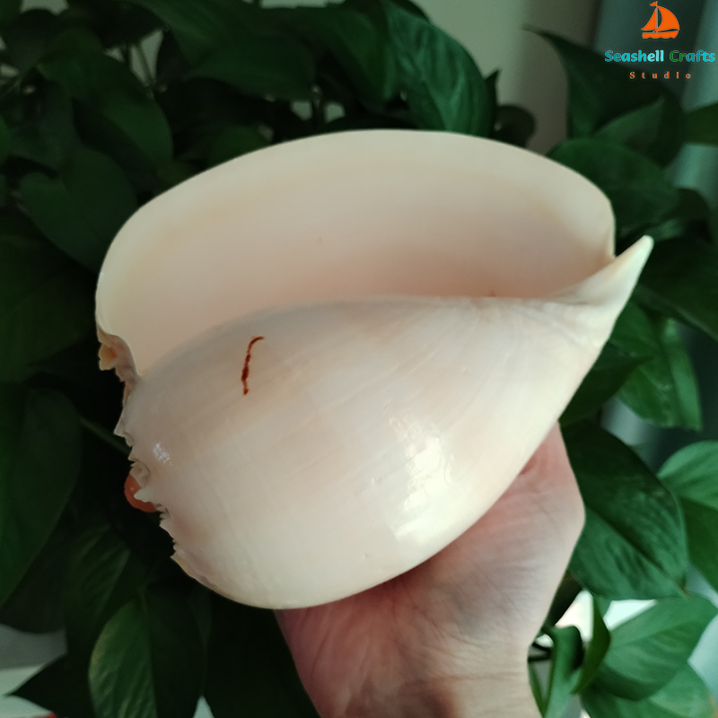 17-22cm Natural Conch Shell La - Aquarium Fish Big recensione e prezzo