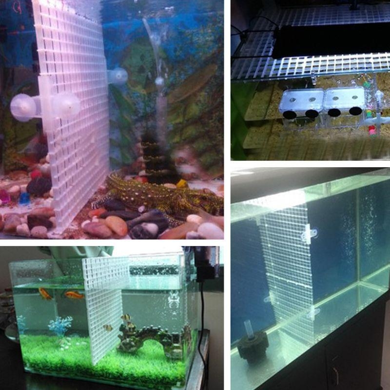 Aquarium Bottom Plate Fish for - Aquarium Fish For Sale recensione e prezzo