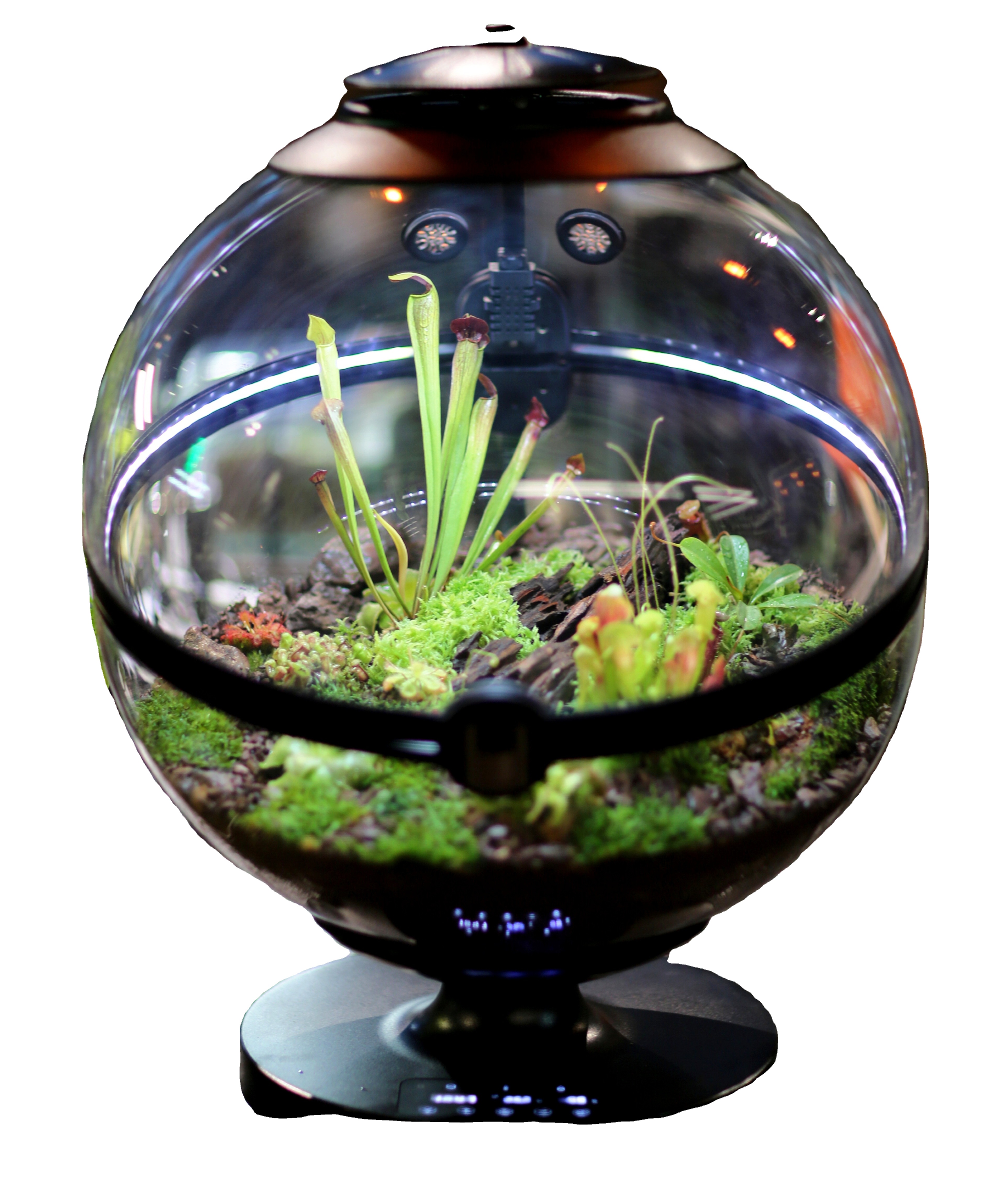Hot Sales Acrylic Material  Ba - Aquarium Fish For Sale recensione e prezzo
