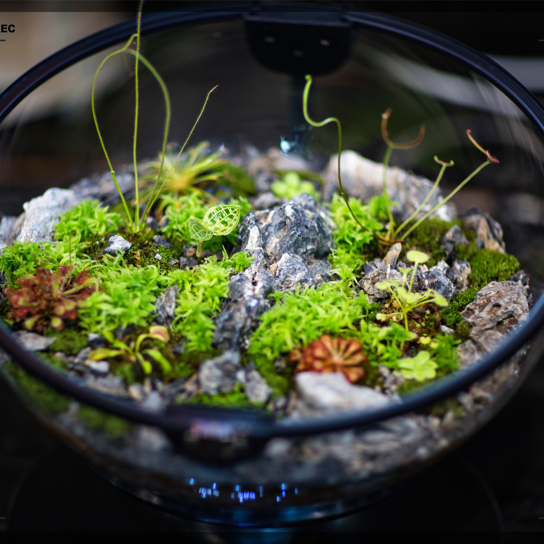 Hot Sales Acrylic Material  Ba - Aquarium Fish For Sale recensione e prezzo