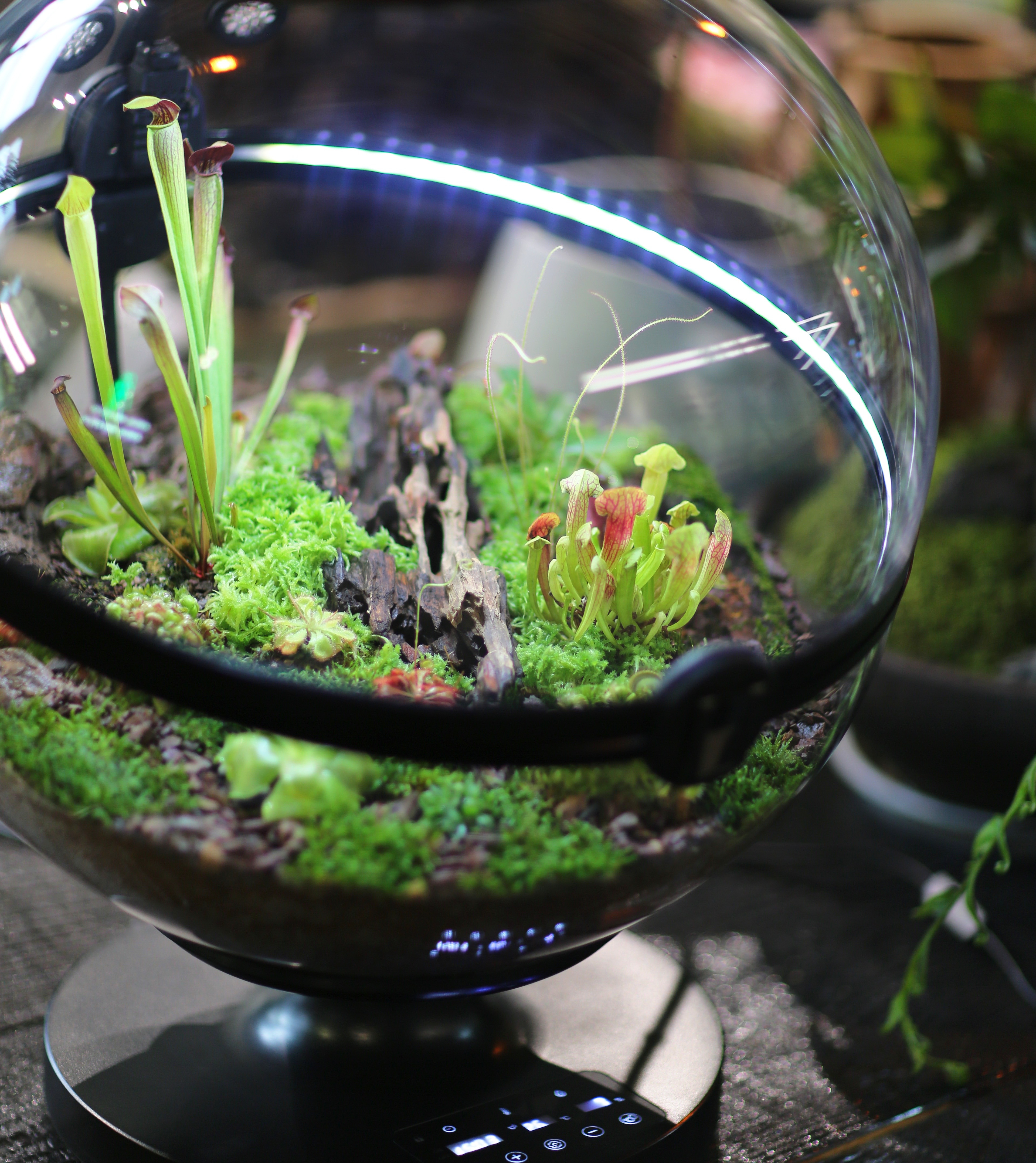 Hot Sales Acrylic Material  Ba - Aquarium Fish For Sale recensione e prezzo