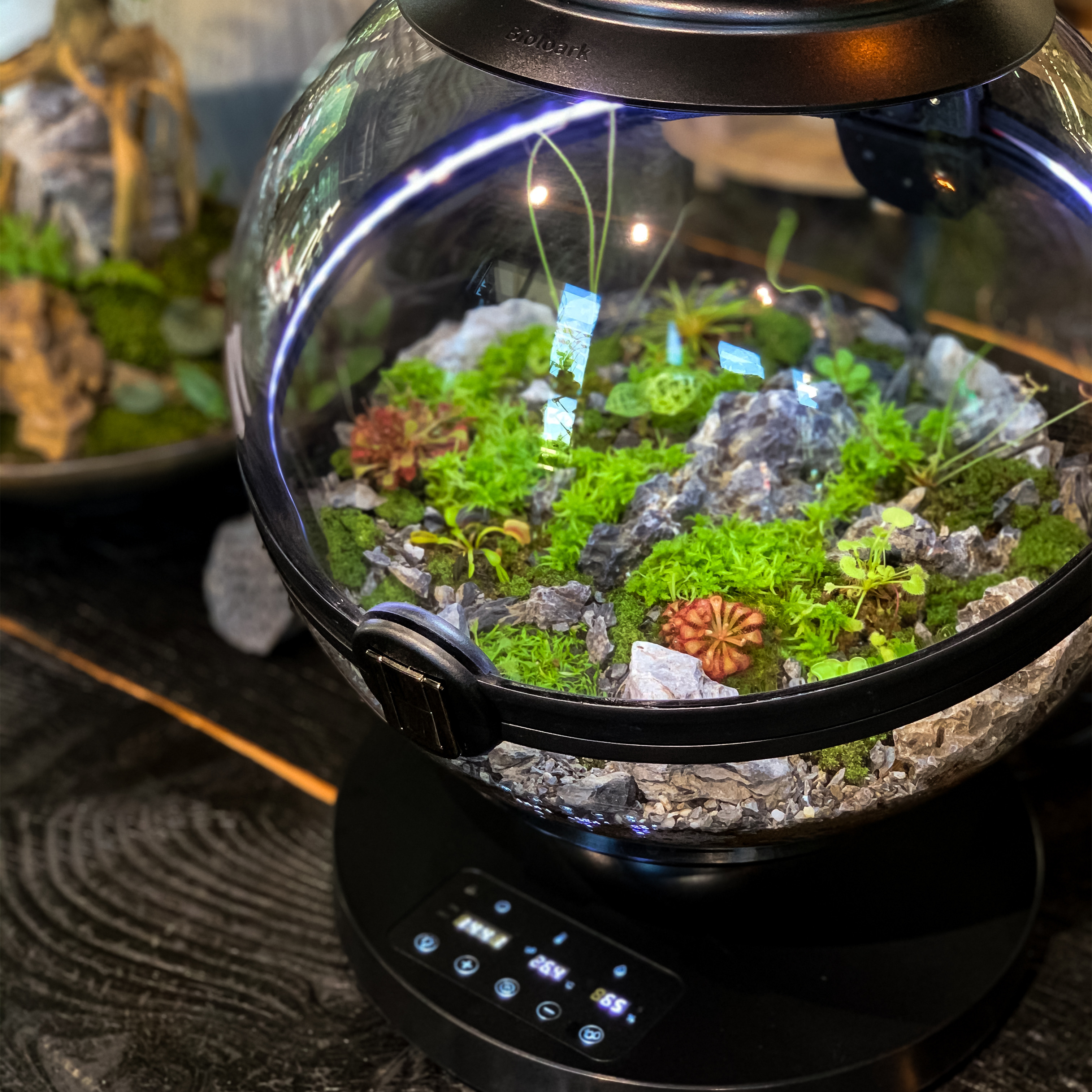 Hot Sales Acrylic Material  Ba - Aquarium Fish For Sale recensione e prezzo