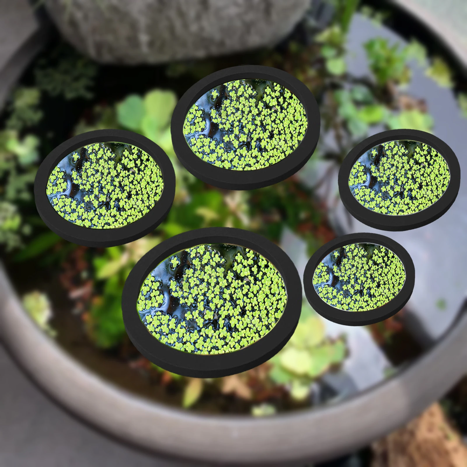 5Pcs EVA Fish Feeding Ring Aqu - Aquarium Fish Farm recensione e prezzo