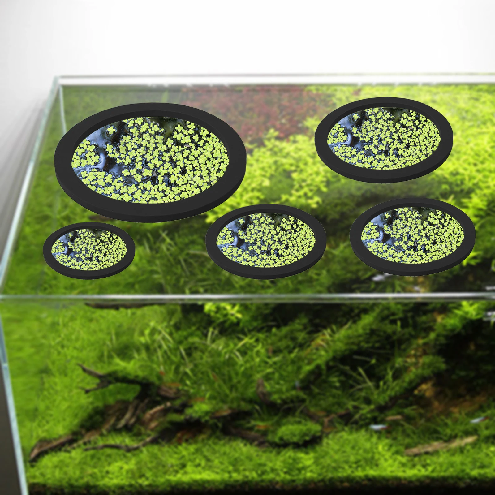 5Pcs EVA Fish Feeding Ring Aqu - Aquarium Fish Farm recensione e prezzo
