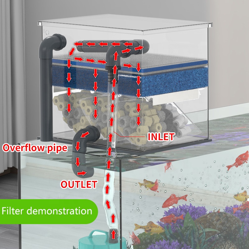 Factory Direct Sales Aquarium  - Aquarium Fish For Sale recensione e prezzo